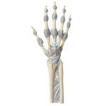 Hand And Finger Joints With Ligaments Model